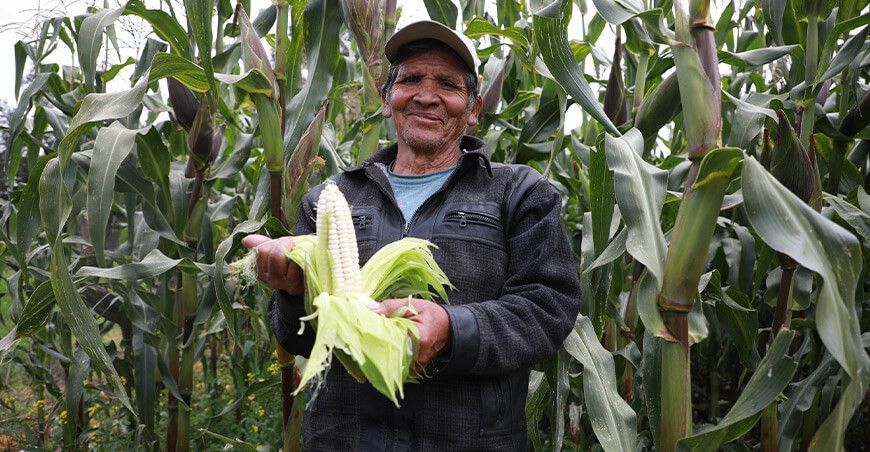 productor de cultivo de maíz choclo Junín Perú