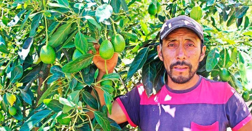 productor de palta Hass Huancavelica Perú