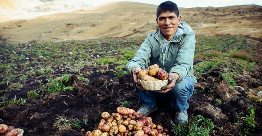 productor de papa huayro Huánuco Perú
