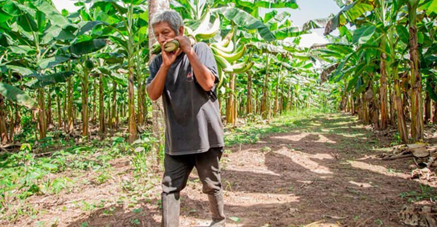 Productores comercializarán 180 millares de plátano bellaco