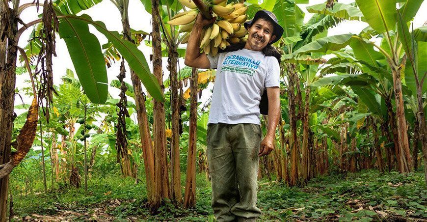 productor de plátanos Ayacucho