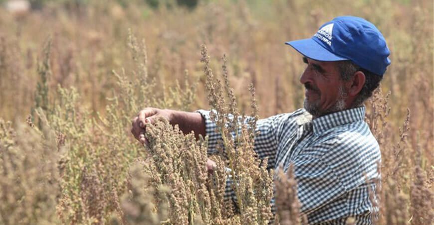 agricultor o productor de quinua Perú