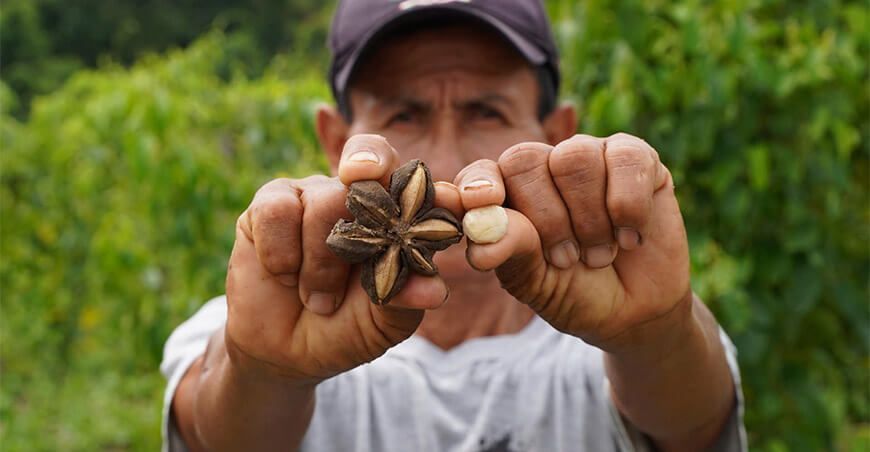 productor de sacha inchi San Martín Perú