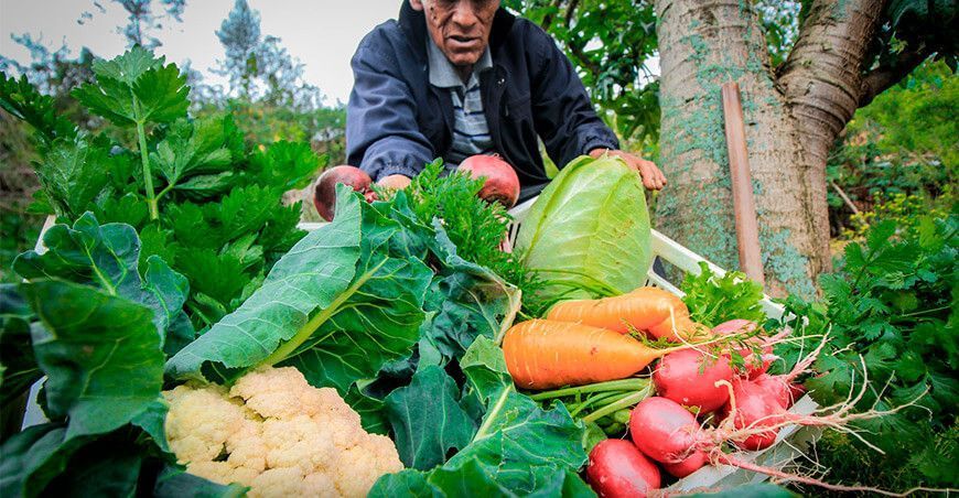 productor de verduras y hortalizas Huánuco Perú
