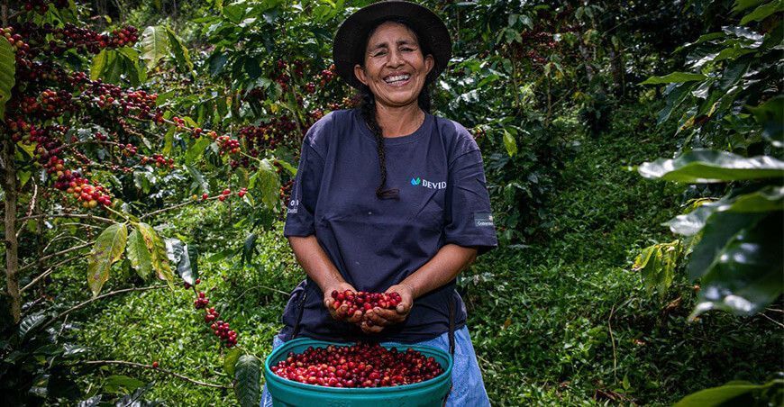productora de cultivo de café Perú