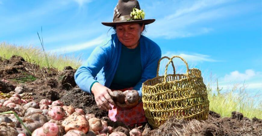 productora de papa Áncash Perú