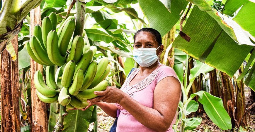 productora de banano orgánico Perú