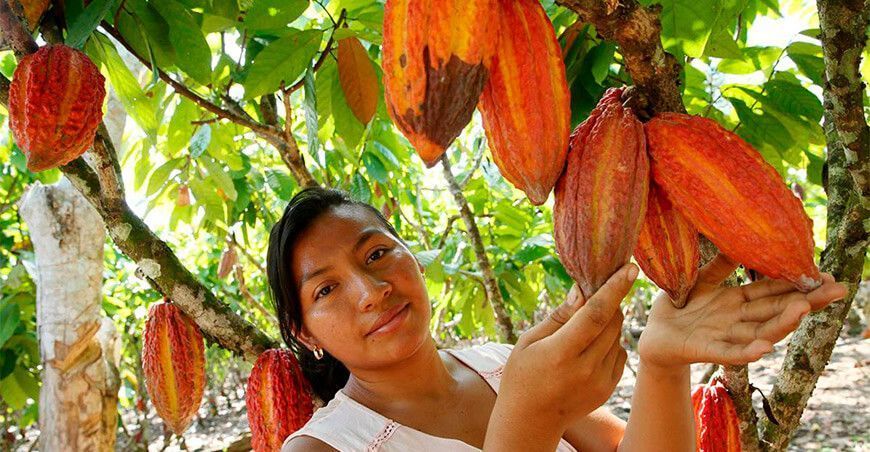 productora de cacao Iquitos Perú