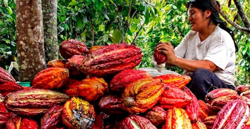 productora de cultivo de cacao Perú
