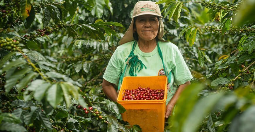 productora de cultivo de café Perú