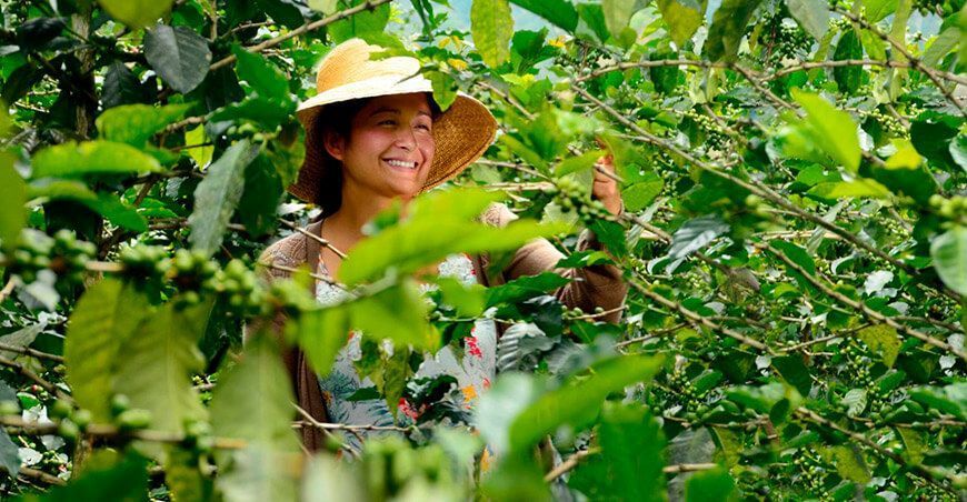 productora de café Perú