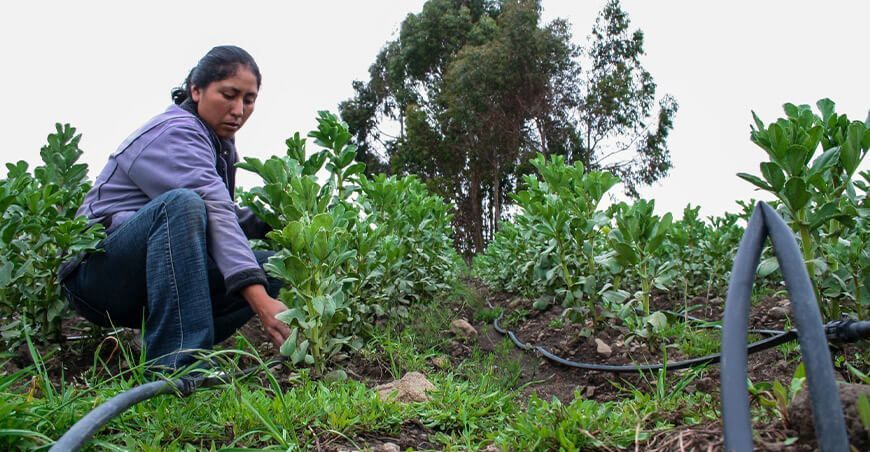 productora de cultivo de habas Perú