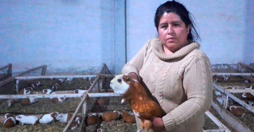 productora de cuyes Perú
