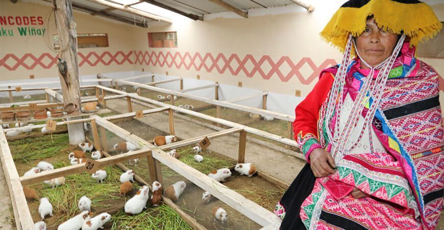 Más de 17 mil familias desarrollan proyectos productivos de Haku Wiñay