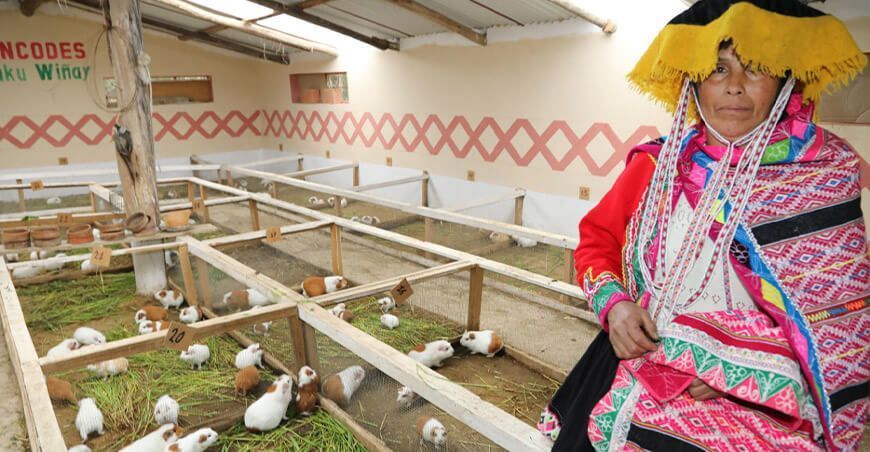 productora de cuyes Perú