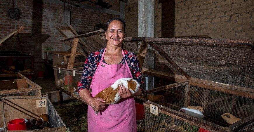 productora de cuyes Perú