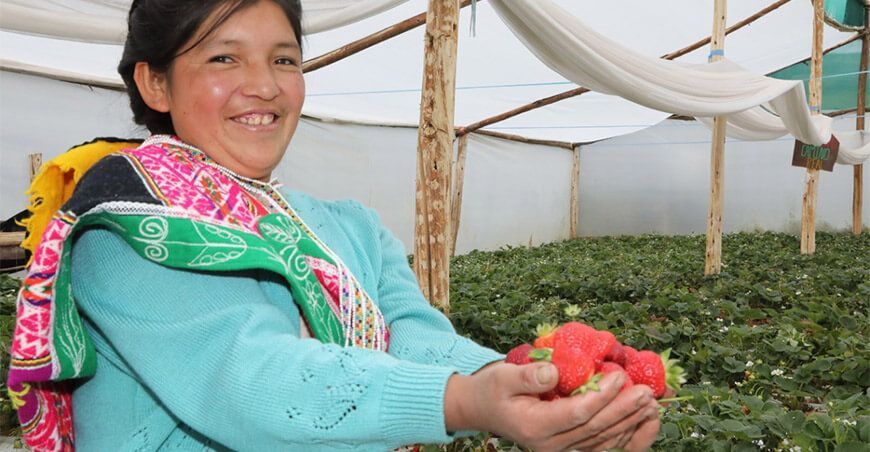 productora de fresas Cusco Perú