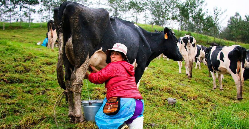 productora de leche ganado lechero Tongod Cajamarca