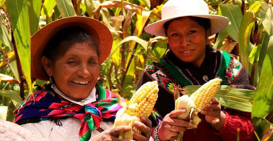 Productora de maíz Perú