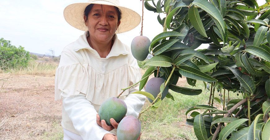 Piura: nuevas variedades de mango se suman a la campaña de exportación
