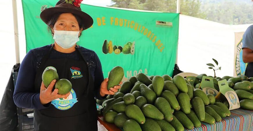 productora de palta Apurímac