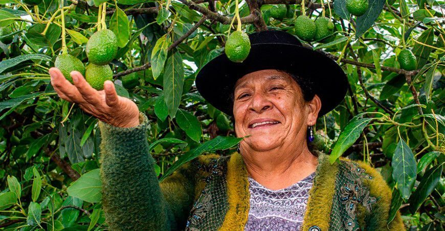 productora de palta Hass Ayacucho Perú