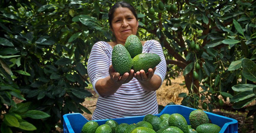 productoras de palta Hass Perú