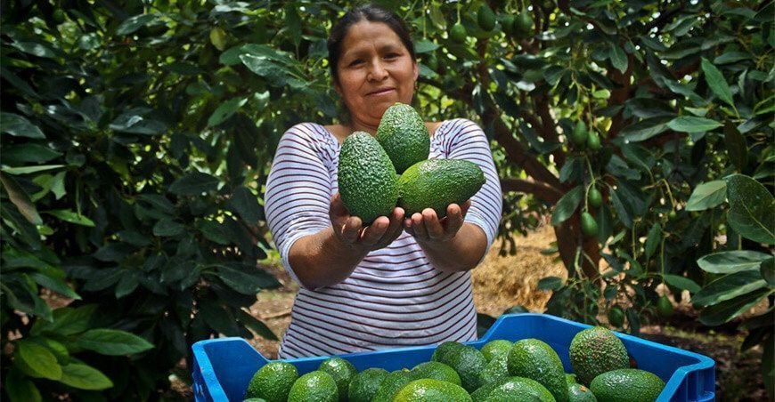 productora de palta Hass Perú