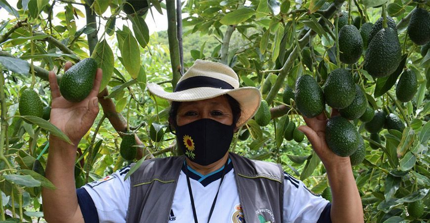 Productora de palta Hass Perú