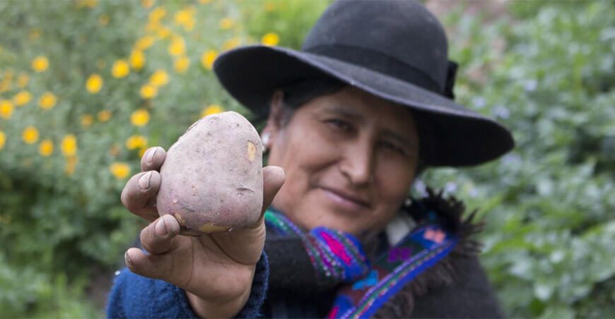productora de papa Perú