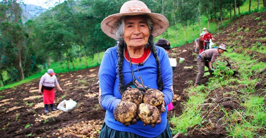 productora papa Tongod Cajamarca Perú