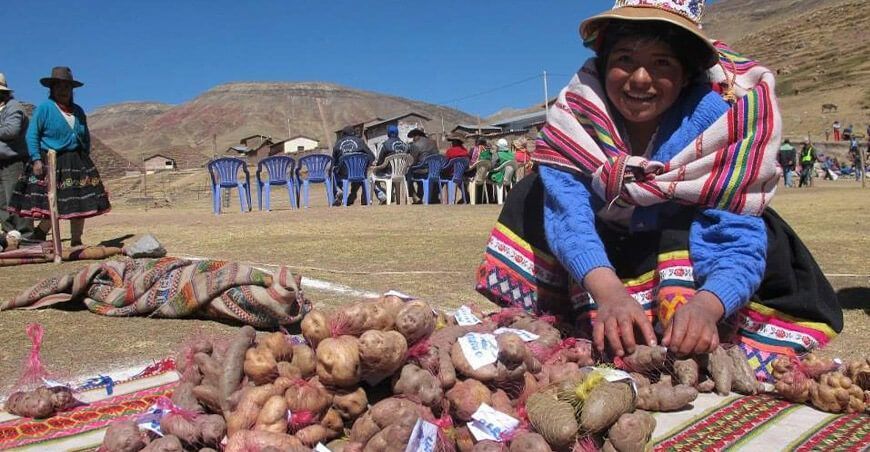 productora de papas nativas Cusco Perú