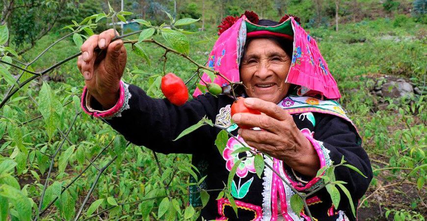 productora de rocoto Puno Perú