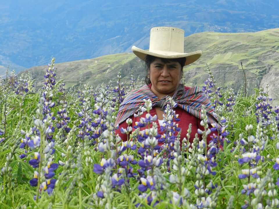 Día Nacional del Tarwi