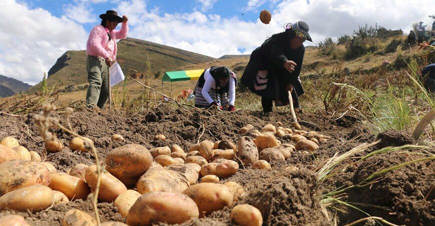 productora agricultora de papa Perú