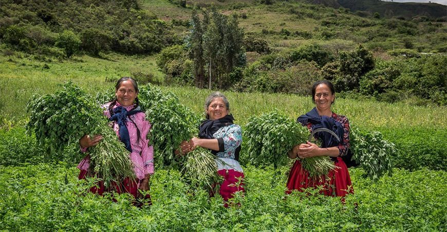 productora agricultura de pastos cultivados ´Perú