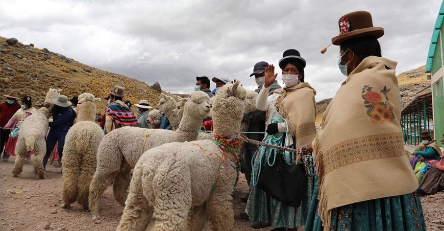 Puno: Productores de alpaca acceden a plan de negocio