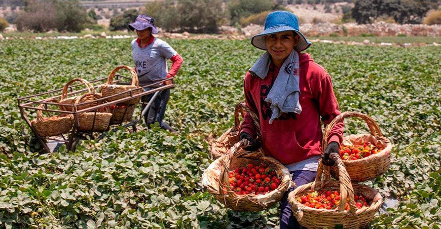 productoras de cultivo de fresas Perú
