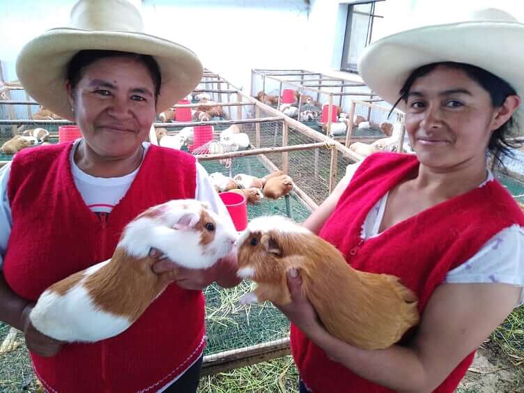 productoras de cuyes Perú