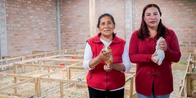productoras de cuyes Junín Perú