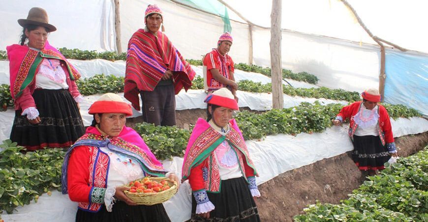 productoras de fresas en invernaderos Perú