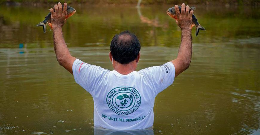 productores acuícolas de peces amazónicos Perú
