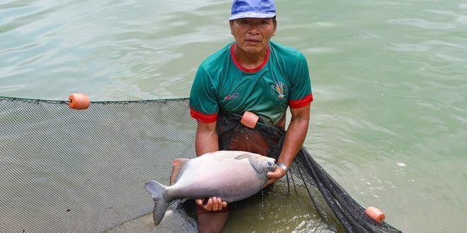 productores acuícolas peces amazónicos paco Perú