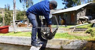 Acuicultores crianza de trucha productores Ayacucho Perú