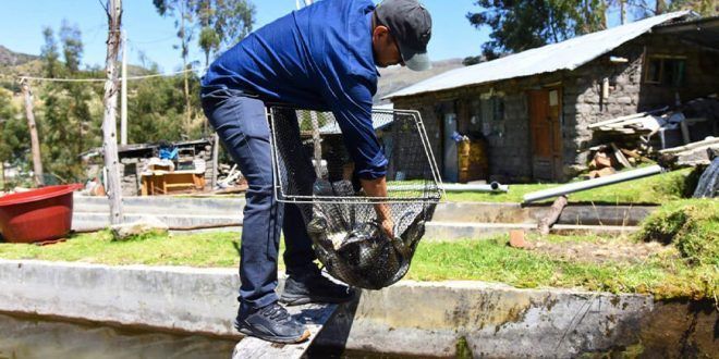 Acuicultores crianza de trucha productores Ayacucho Perú