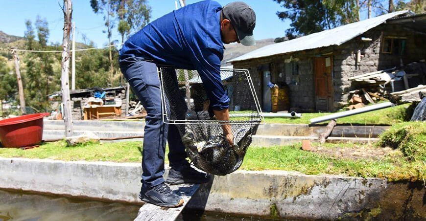 Acuicultores crianza de trucha productores Ayacucho Perú
