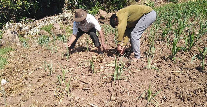 productores afectados por sequía Perú