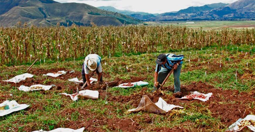 Productores agrícolas Perú