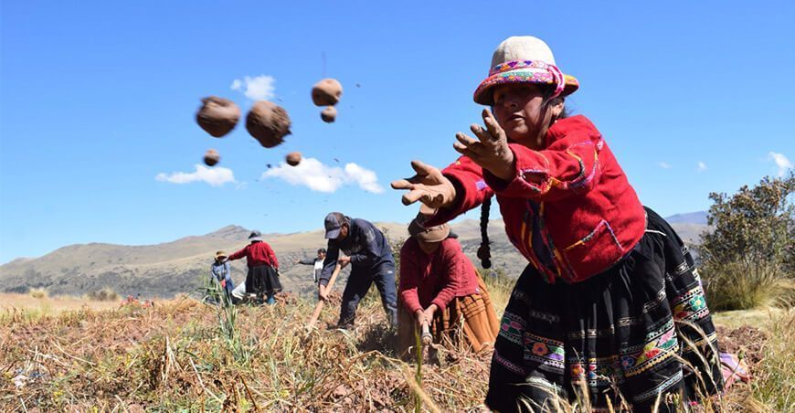 productores cosecha de papa Perú