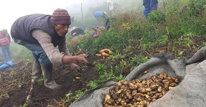 agricultores de Concepción cosechan semillas de papa con alta calidad genética